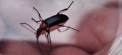 Heliotaurus ruficollis