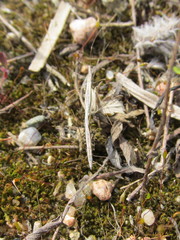 Neides tipularius