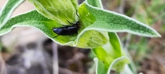 Heliotaurus ruficollis