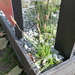 Ein weiteres Foto von Ribwort plantain