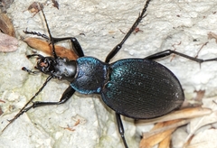 Carabus caelatus dalmatinus
