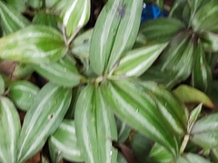 Tradescantia zebrina zebrina