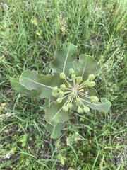 Asclepias amplexicaulis