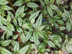 Tradescantia zebrina zebrina