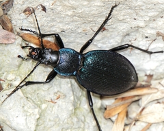 Carabus caelatus dalmatinus
