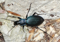 Carabus caelatus dalmatinus