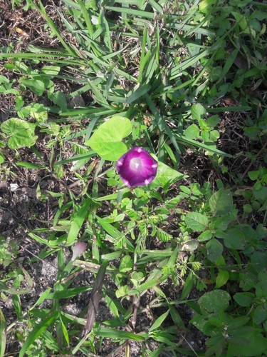 Ipomoea purpurea image