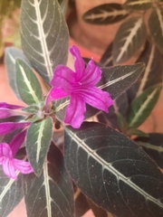 Ruellia makoyana