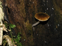 Bolbitius viscosus