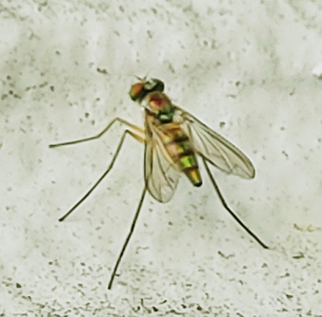 Amblypsilopus variegatus