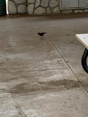 Euphagus cyanocephalus