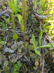 Arabis recta