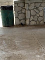 Euphagus cyanocephalus