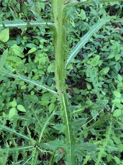 Cirsium nuttallii
