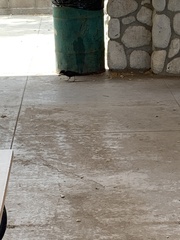 Euphagus cyanocephalus