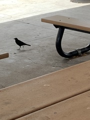 Euphagus cyanocephalus