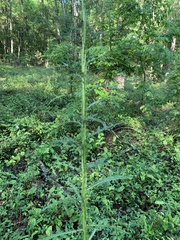 Cirsium nuttallii