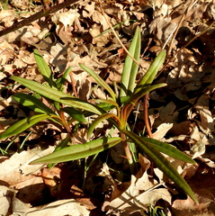 Chamaenerion angustifolium