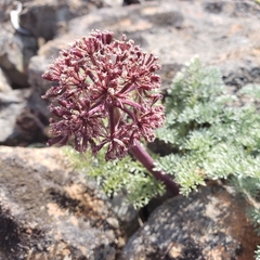 Lomatium minus