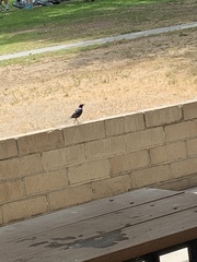 Euphagus cyanocephalus