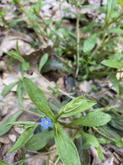 Memoremea scorpioides
