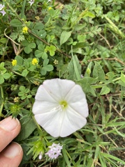 Convolvulus arvensis