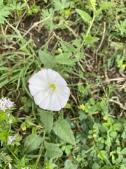 Convolvulus arvensis