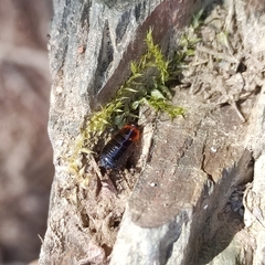 Loboptera