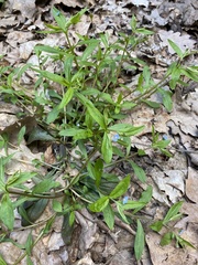 Memoremea scorpioides
