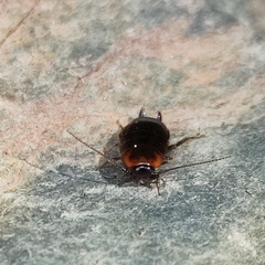 Loboptera