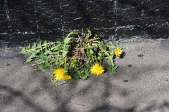 Taraxacum officinale