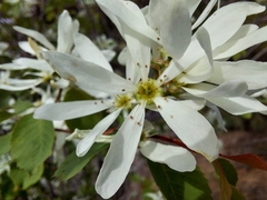 Amelanchier cusickii