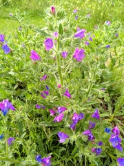 Echium plantagineum