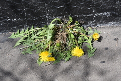 Taraxacum officinale