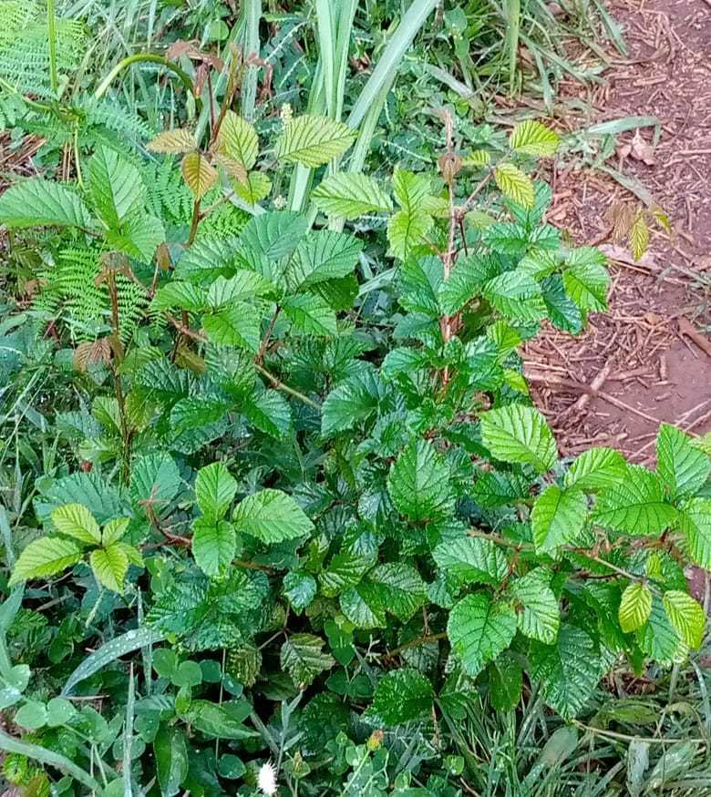 Rubus keniensis (Kenyan Raspberry)