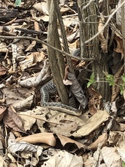 Thamnophis sirtalis