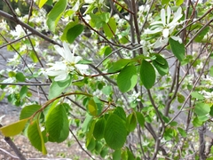 Amelanchier cusickii