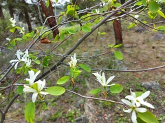 Amelanchier cusickii