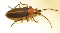 Ditylomorphus inconstans