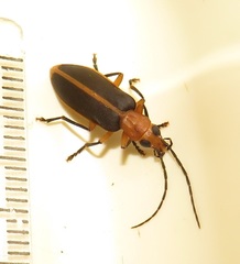Ditylomorphus inconstans