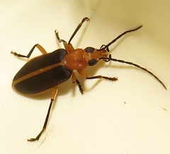 Ditylomorphus inconstans