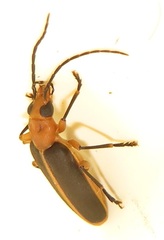 Ditylomorphus inconstans