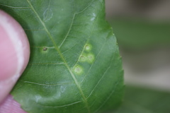 Caryomyia striolata