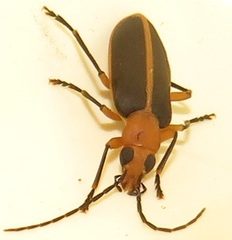 Ditylomorphus inconstans