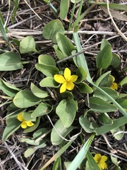 Viola vallicola
