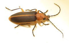 Ditylomorphus inconstans