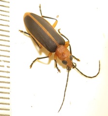 Ditylomorphus inconstans
