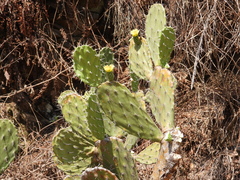 Opuntia atropes