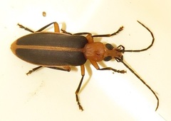 Ditylomorphus inconstans