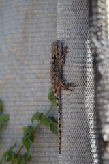 Acanthocercus atricollis